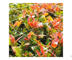 Plastic Polypropylene Vegetable Climbing Plant Support Trellis Net