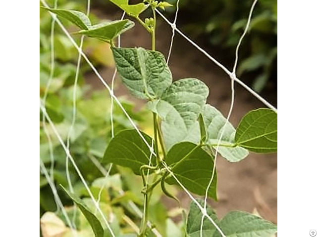 Pp Exruded White Durable Netting For Agriculture To Allow Plants Climb Mesh Trellis Net