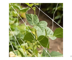 Pp Exruded White Durable Netting For Agriculture To Allow Plants Climb Mesh Trellis Net