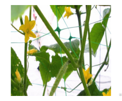Plastic Green Growing Tomato Trellis Climbing Plant Net