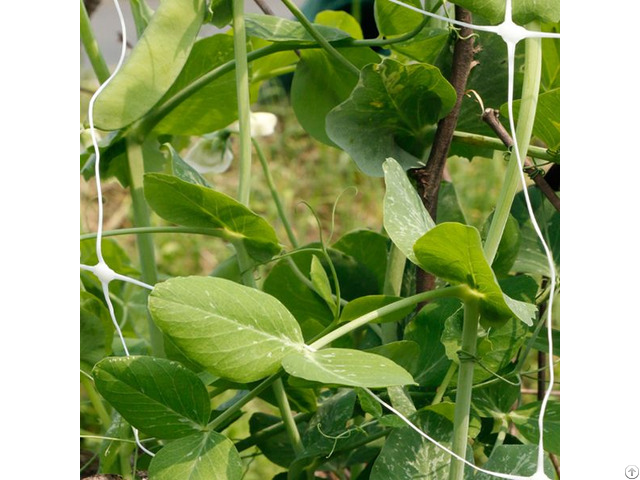 Strawberry Trellis Light Weight Plant Net