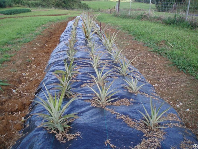 Agricultural Felt Woven Fabric Weed Mat