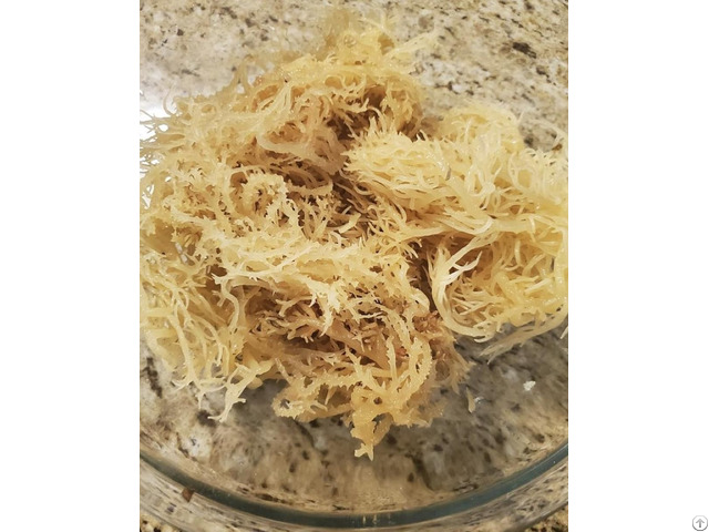 Sea Moss Irish