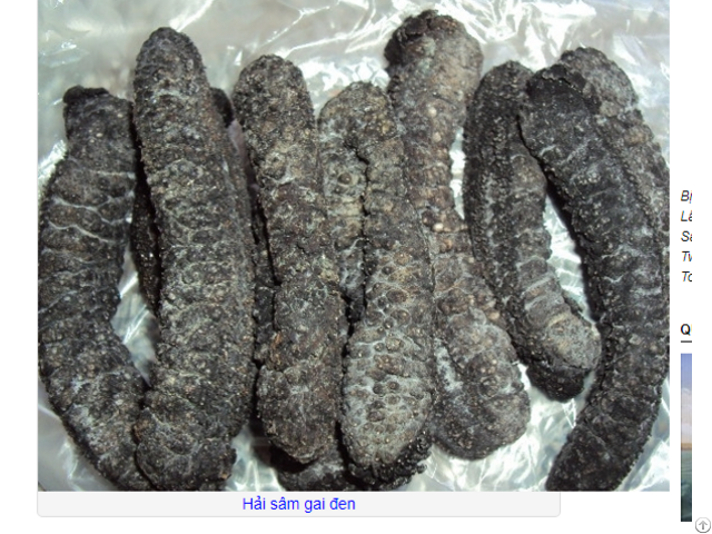 Supply Dried Sea Cucumber High Quality