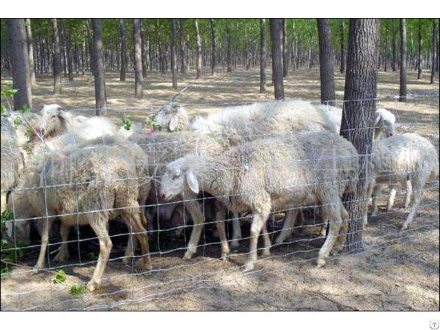 Sheep And Goat Fence