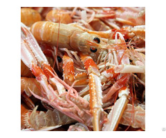 Crab And Shrimp Shell