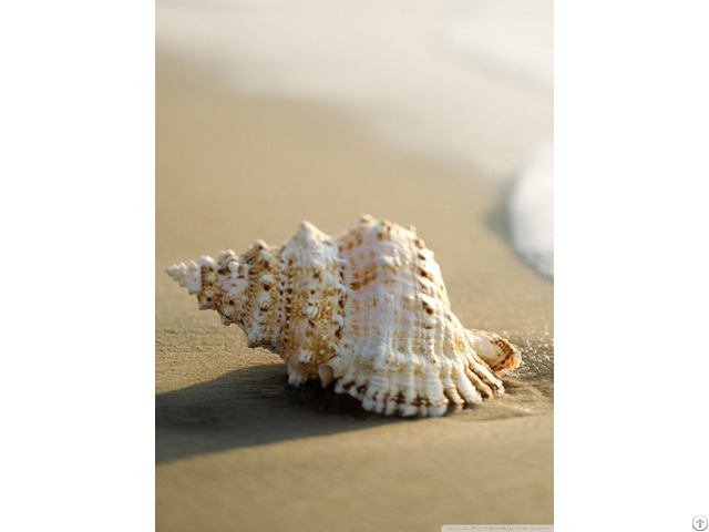 Conch Seashell