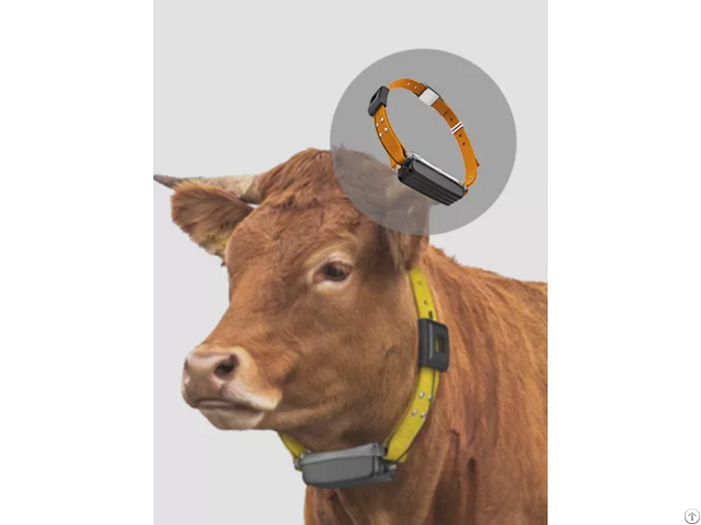 Lora Gps Cattle Tracker