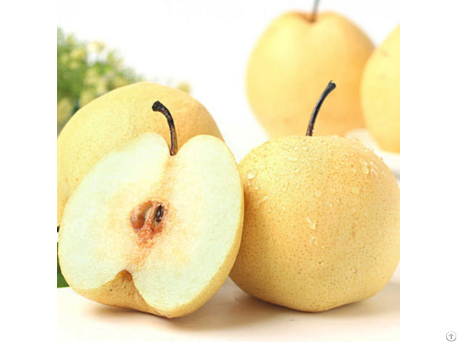 Asian Snow Pear