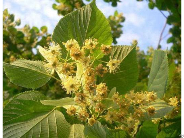 Linden Flower Extract Tilia Cordata Powder 5 1 Tlc