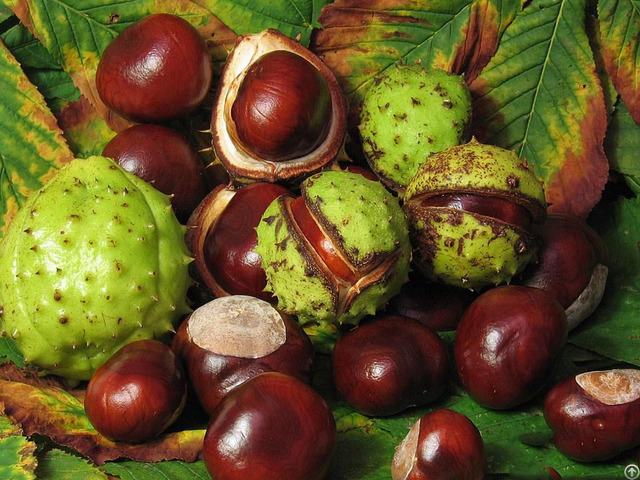 Horse Chestnut Extracts Aescin 20%