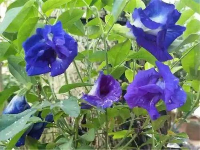 Butterfly Pea Powder Extract