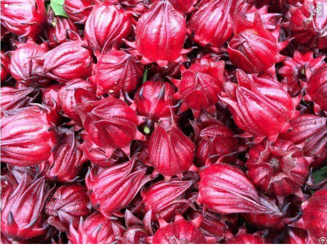 Roselle Extract Anthocyanins