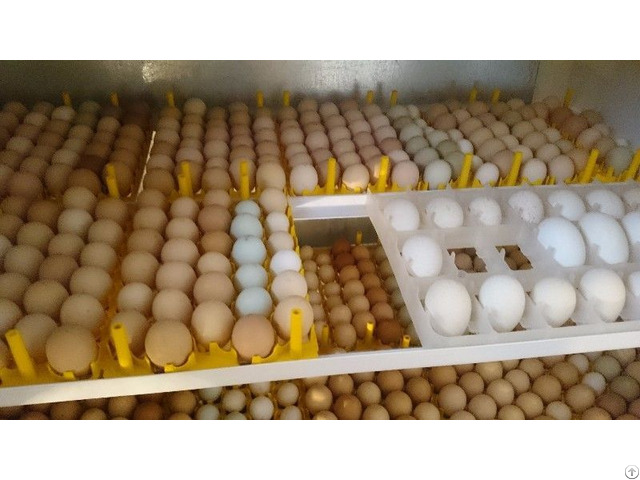 Hatching Eggs For Sale