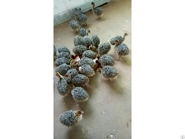Ostrich Chicks For Sale