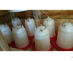 Chicken Seed Feeders For Sale