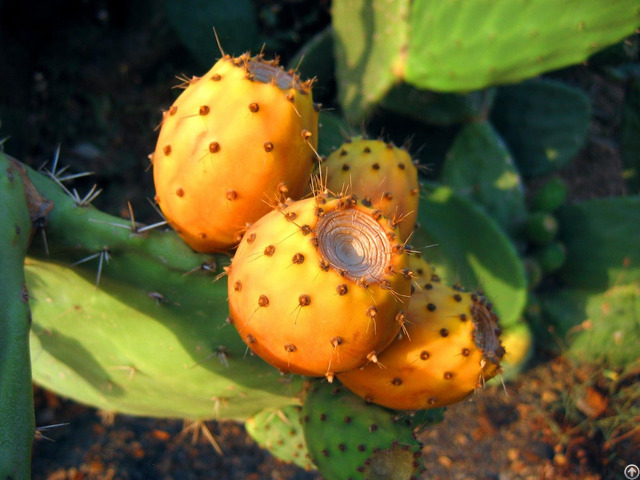 Moroccan Prickly Pear Oil