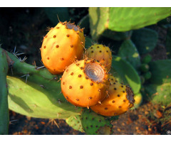 Moroccan Prickly Pear Oil