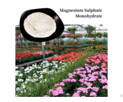 Magnesium Sulphate Monohydrate White Powder