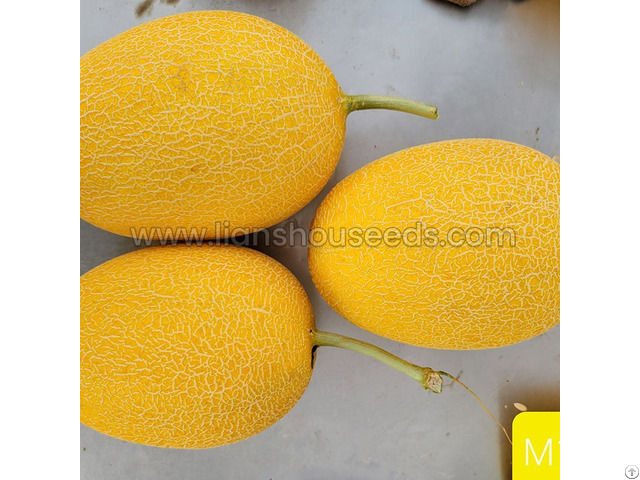 M1131 Hybrid Hami Melon Variety