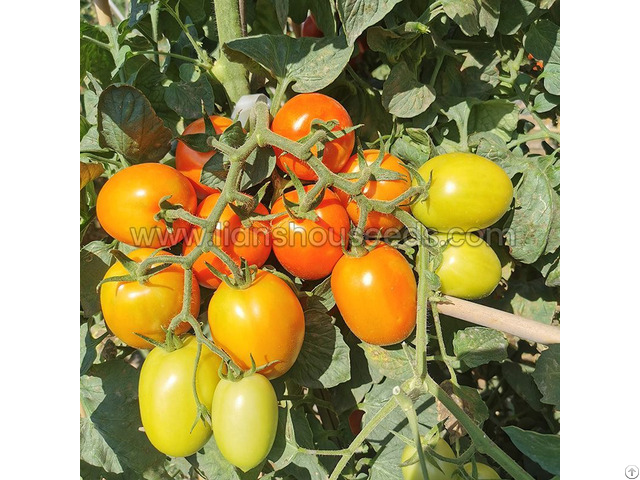 T178 Semi Determinate Saladette Tomato Varieties