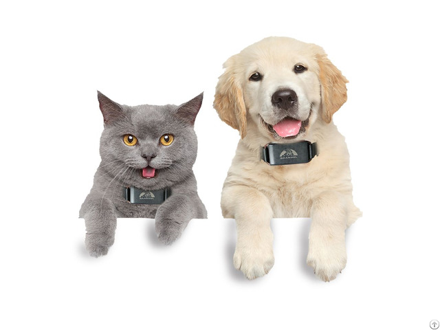 Anti Lost 2 In 1 Pet Dog Training Collar With Gps Position