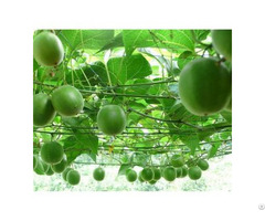 Monk Fruit Extract Mongroside V 80%