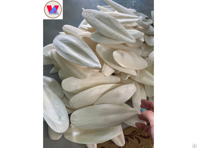 Best Seller Cuttlefish Bone From Viet Nam