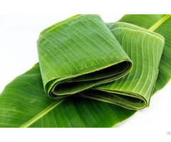 Hight Quality Banana Leaf For Covering Food Green Leaves
