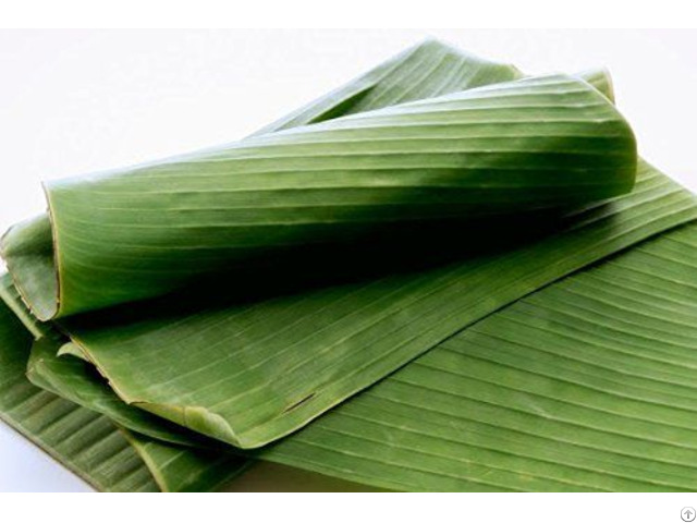 Banana Leaves 100% Natural High Quality For Wrapping Food With Export Standard