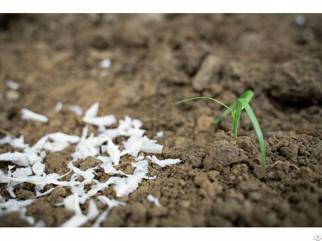 Biodegradable And Compostable