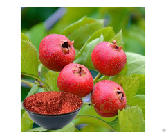 Best Hawthorn Fruit Powder Supplier