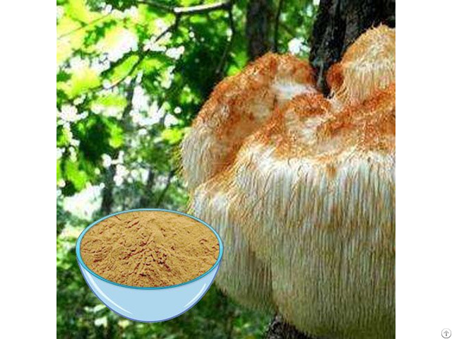 Buy Cheap Hericium Erinaceus Extract Powder