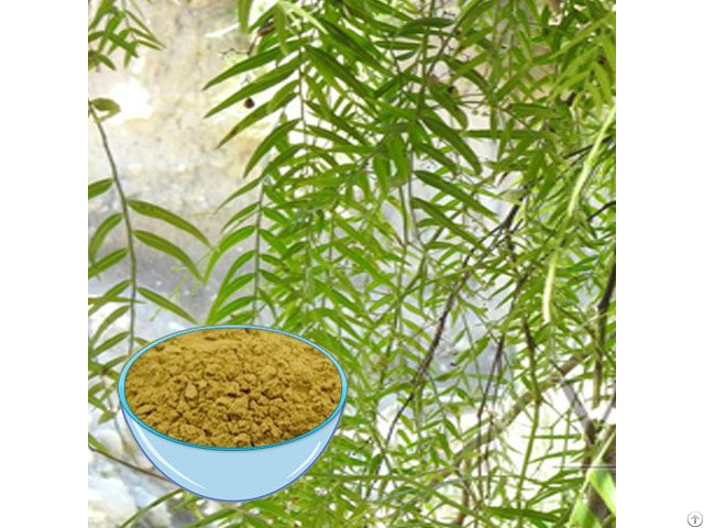 White Willow Bark Extract