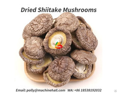 Organic Dried Shiitake Mushrooms Factory Price