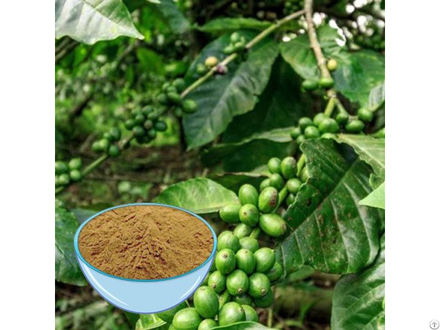 Coffee Bean Extract Powder