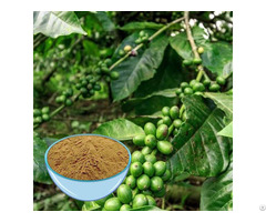 Coffee Bean Extract Powder