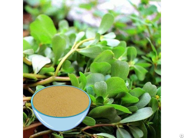 Most Popular Bacopa Extract