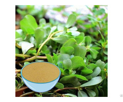 Most Popular Bacopa Extract