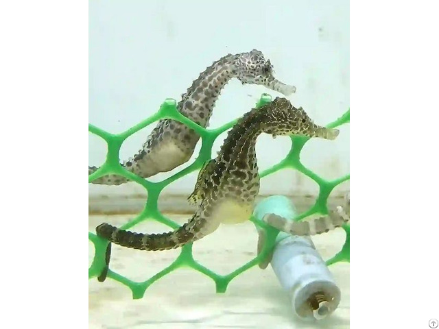 Seahorse Hippocampus Abdominalis