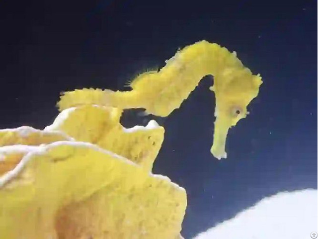 Seahorse Hippocampus Reidi