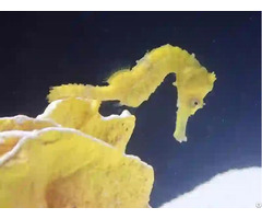 Seahorse Hippocampus Reidi