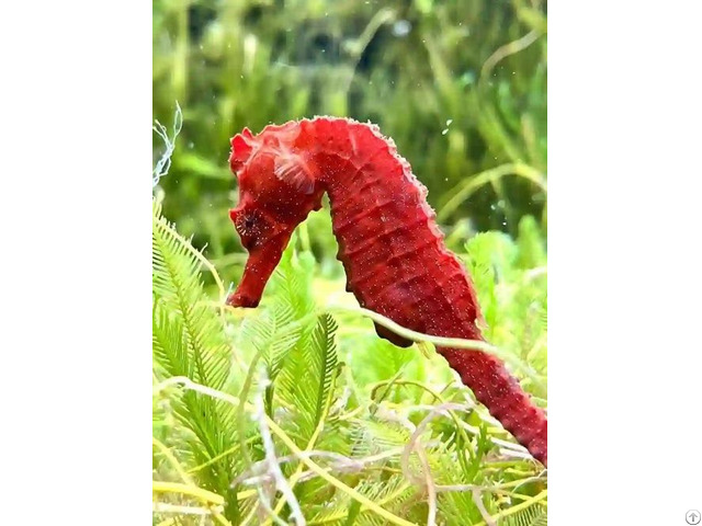 Seahorse Hippocampus Barbourin