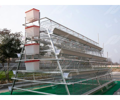 A Type Layer Chicken Cage System