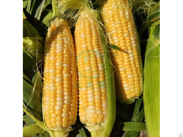 White And Yellow Sweet Corn
