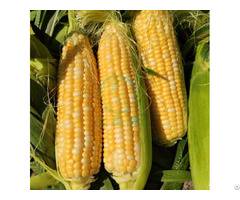 White And Yellow Sweet Corn