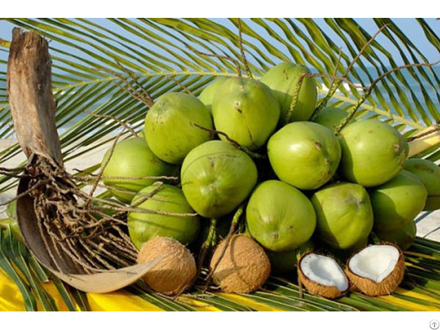 Fresh Coconut Made In Vietnam