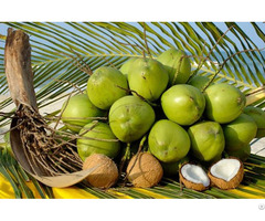 Fresh Coconut Made In Vietnam