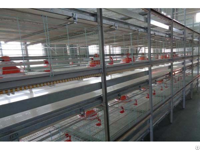 Broiler Battery Cage System In Tanzania To Raising 50 000 Chickens