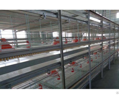 Broiler Battery Cage System In Tanzania To Raising 50 000 Chickens